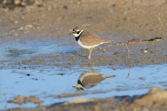 Petit gravelot / Little Ringed Plover